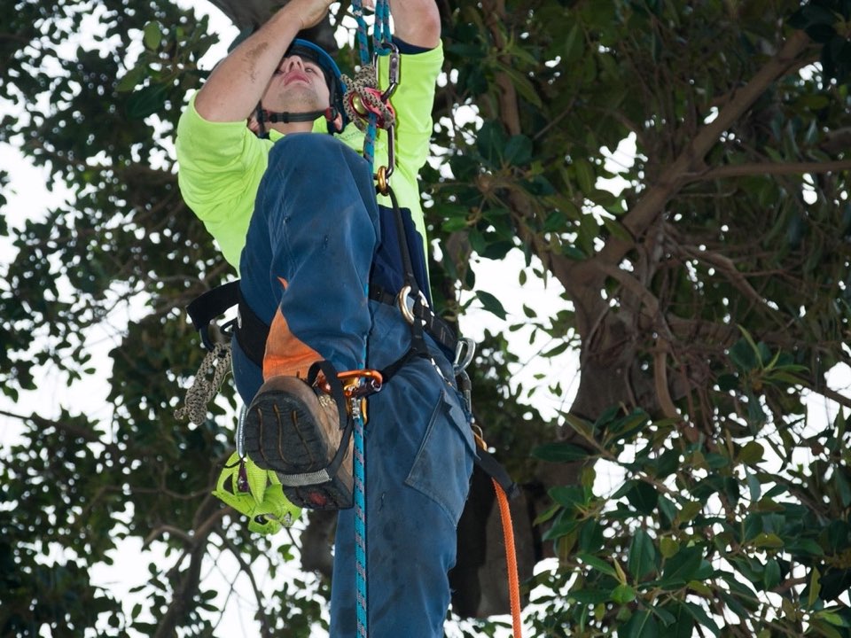 Qualified arborist working in a mature tree during a property survey in Merthyr Tydfil