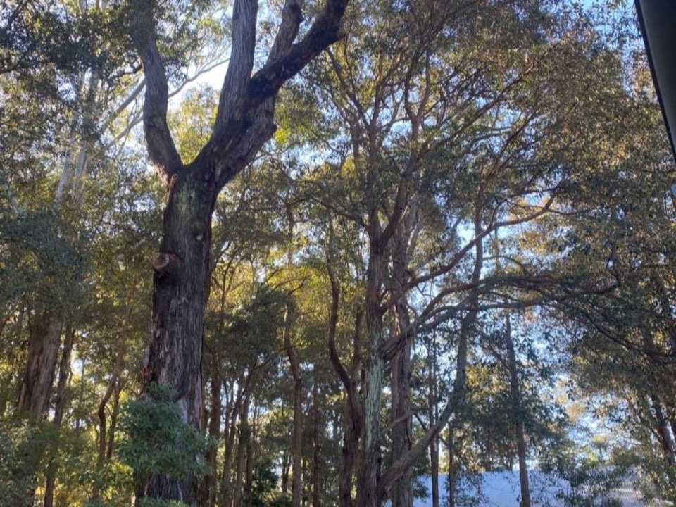 Mature trees in a Merthyr Tydfil parkland setting due for routine re-inspection